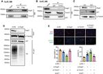 TRIM21 Antibody in Western Blot (WB)
