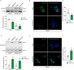 Cyclin B1 Antibody in Western Blot (WB)