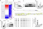 GPR37 Antibody in Western Blot (WB)