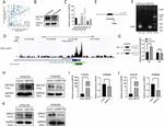 GPR37 Antibody in Western Blot (WB)