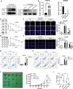 GPR37 Antibody in Western Blot (WB)