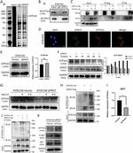 GPR37 Antibody in Western Blot (WB)