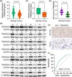TMEM252 Antibody in Immunohistochemistry (IHC)