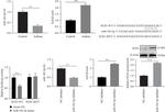 ASCL3 Antibody in Western Blot (WB)