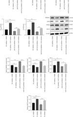 ASCL3 Antibody in Western Blot (WB)