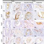ApoA1 Antibody in Immunohistochemistry (Paraffin) (IHC (P))