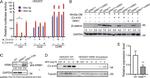 KREMEN1 Antibody in Western Blot (WB)