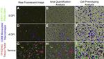 CD142 Monoclonal Antibody (TF9-10H10)