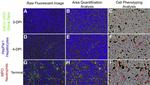 Myeloperoxidase Antibody in Immunohistochemistry (Frozen) (IHC (F))