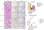 Myeloperoxidase Antibody in Immunohistochemistry (Paraffin) (IHC (P))