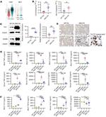 CHIL3 Antibody in Western Blot (WB)
