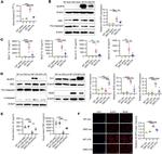 iNOS Antibody in Western Blot (WB)