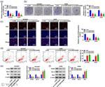 Bax Antibody in Western Blot (WB)