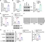 Vimentin Antibody in Western Blot (WB)