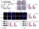 PCNA Antibody in Western Blot (WB)