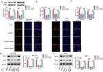 PCNA Antibody in Western Blot (WB)