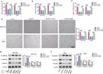 N-cadherin Antibody in Western Blot (WB)