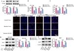 PCNA Antibody in Western Blot (WB)