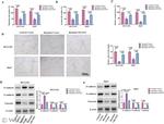 Vimentin Antibody in Western Blot (WB)