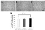 MOG Antibody in Immunohistochemistry - Free Floating (IHC (Free))