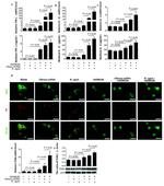 TLR9 Antibody in Western Blot (WB)