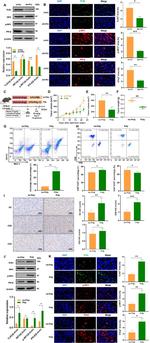 IFN beta Antibody in Western Blot (WB)