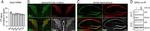 SKA2 Antibody in Western Blot (WB)