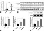 PPAPDC1A Antibody in Western Blot (WB)