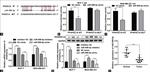 PPAPDC1A Antibody in Western Blot (WB)