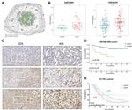 TCF3 Antibody in Immunohistochemistry (PFA fixed) (IHC (PFA))