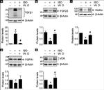 Klotho Antibody in Western Blot (WB)