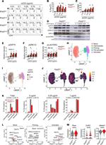 Flotillin 2 Antibody in Flow Cytometry (Flow)