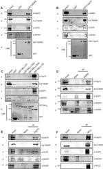 GCP2 Antibody in Western Blot (WB)