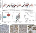 CAS Antibody in Immunohistochemistry (Paraffin) (IHC (P))