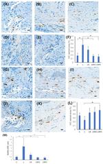 CD254 (RANK Ligand) Antibody in Immunohistochemistry (Paraffin) (IHC (P))