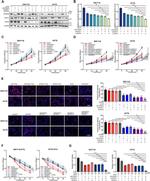 PSAT1 Antibody in Western Blot (WB)