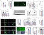 MYOD Antibody in Western Blot (WB)