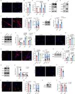 MYOD Antibody in Western Blot (WB)