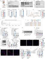 MYOD Antibody in Western Blot (WB)