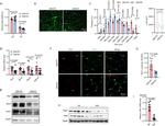 MYOD Antibody in Western Blot (WB)