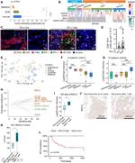 Seipin Antibody in Immunohistochemistry (Paraffin) (IHC (P))
