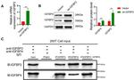 IGFBP4 Antibody in Western Blot (WB)