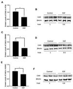 Carbonic Anhydrase III Antibody in Western Blot (WB)