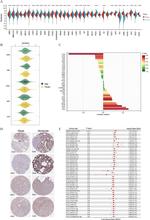 METTL17 Antibody in Immunohistochemistry (IHC)