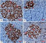 PCNA Antibody in Immunohistochemistry (IHC)