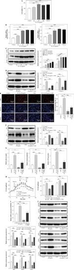 LDHA Antibody in Western Blot (WB)
