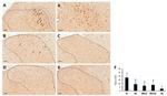 IBA1 Antibody in Immunohistochemistry (Paraffin) (IHC (P))