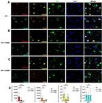 TRIM28 Antibody in Immunohistochemistry (IHC)