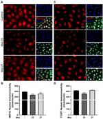 MEF2C Antibody in Immunocytochemistry (ICC/IF)