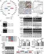 hnRNP R Antibody in Immunohistochemistry (Paraffin) (IHC (P))